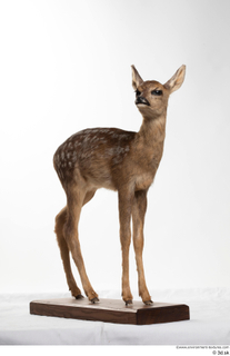 Deer doe whole body 0002.jpg